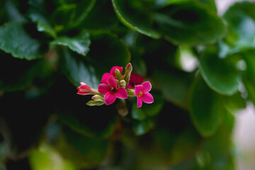 Kalanchoe, 칼랑코에, blossfeldiana, Robert, Blossfeld, 다육식물, 마다가스카르, Bryophyllum, Kitchingia, 