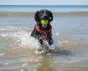 Dog playing ball in the se