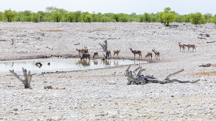 Kudus trinken vorsichtig an einem Wasserloch, in dem drei Hyänen baden