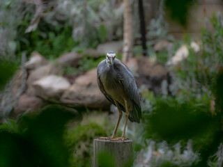 Grey Crane Head Down