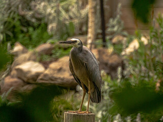 Fototapeta premium Grey Crane Head Right