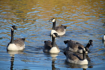 geese swimming