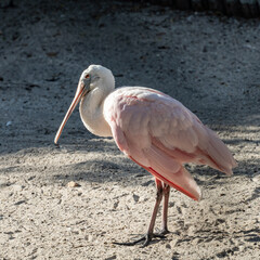 Roseate Spoonbill tropical water bird; pink and white plumage, standing in bird sanctuary, west coast of Florida