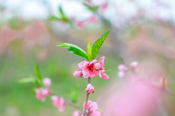 Fototapeta na wymiar Spring peach blossom flower head close-up
