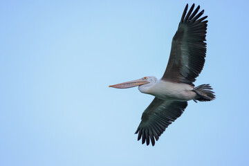 pelican in flight