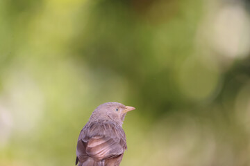 yellow billed babbler with a green background