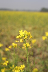 Closeup shot of mustard flower blooming in the field