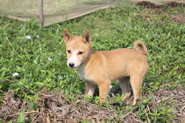 Little dog walking in the grass