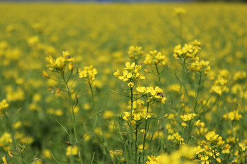 Fototapeta premium View of a rural mustard field