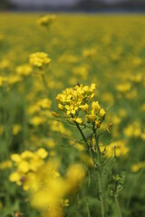 Field of yellow mustard flowers
