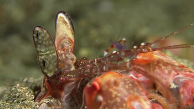 Spearing mantis shrimp watching out of its burrow moving stalk eyes. Blue boxer shrimp approaching in background, close-up shot