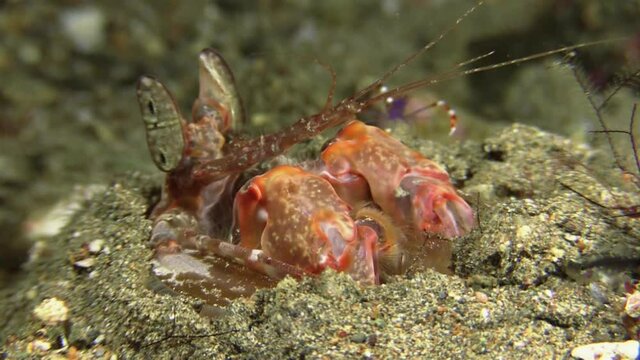 Spearing mantis shrimp watching out of its burrow moving stalk eyes. Blue boxer shrimp approaching in background, medium shot
