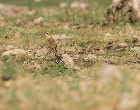Paddyfield pipit bird standing on ground. Anthus rufulus. The paddyfield pipit or Oriental pipit is a small passerine bird in the pipit and wagtail family.