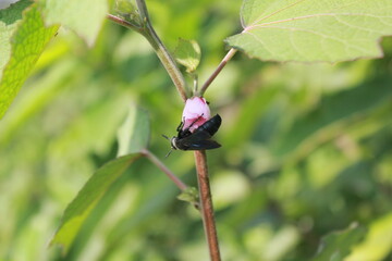 A black insect sitting on a little flower