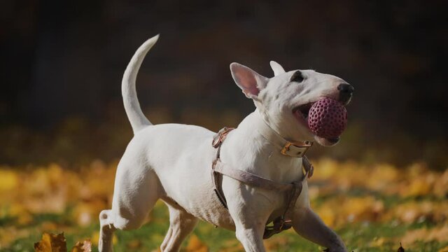 White miniature bull terrier running, playing, holding a pink rubber ball in her mouth. White flowers and autumn leaves are scattered on the grass. Slow-motion video
