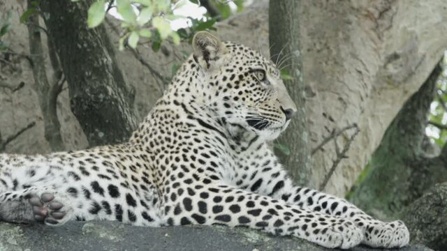 young male leopard on a rock next to a tree laid down. Close-up of front body parts. Tree in the back has several scratches from claws.