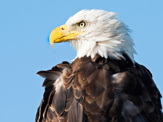 A Bald Eagle Close-up Portrait