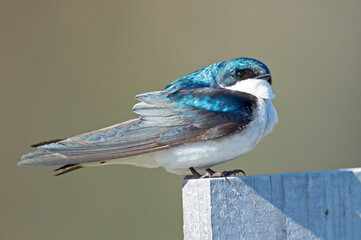 Male Tree Swallow Standing on a Post