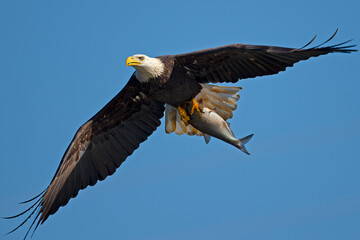 Fototapeta na wymiar Bald Eagle in Flight with Large Fish