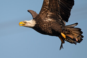 Bald Eagle in Flight with Large Fish