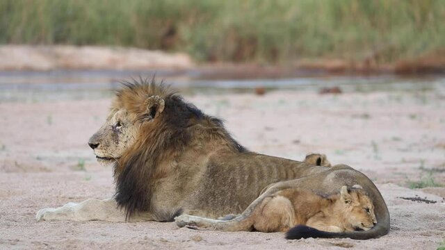 Close full body shot of a tiny lion cub laying cuddled up to a male lion, Greater Kruger.