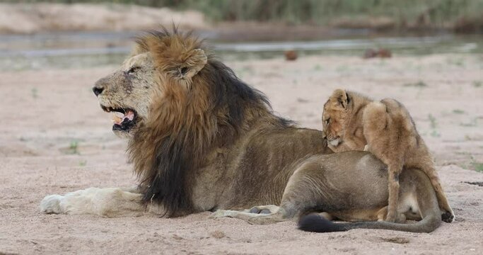 Cute wide shot of a tiny lion cub climbing on a male lion's back, Greater Kruger.