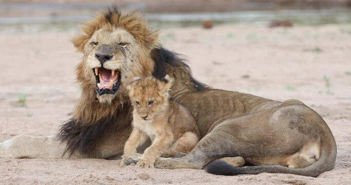 Close full body shot of a tiny lion cub trying to cuddle up to a grumpy male lion, Greater Kruger.