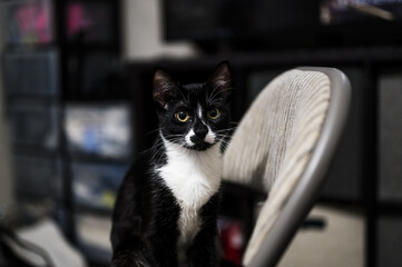 Adorable black white cat on a chair
