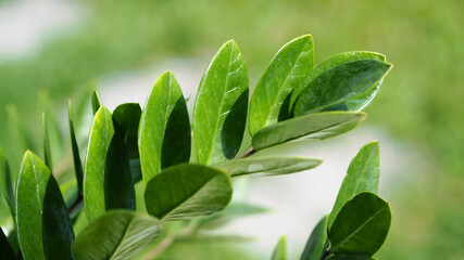 Zamioculcas or zamiifolia green leaf tree or jade color and modern pattern beautiful shape for home...