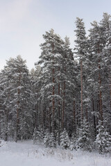 Pine and fir forest covered in snow