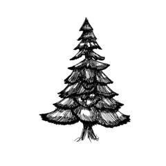 hand drawn architect tree. spruce sketch Architectural illustration landscape