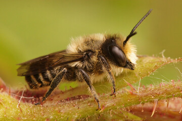 Lateral coseup on a male Patchwork leafcutter bee, Megachile centuncularis,