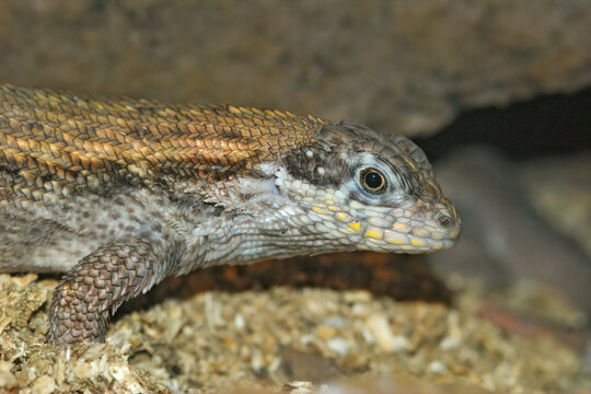 Closeup on a Red-sided curly tailed lizard, Leiocephalus schreibersi