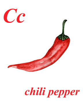 watercolor illustration. one red chili pepper on a white background. ABC. letter of the alphabet C. Educational picture for children and adults. English language.
