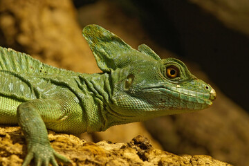 Close up of a green plumed basilisk, Basiliscus plumifrons