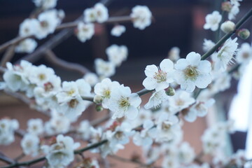 うめの花