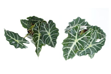 Alocasia sanderiana Bull tropical plant isolated on white background