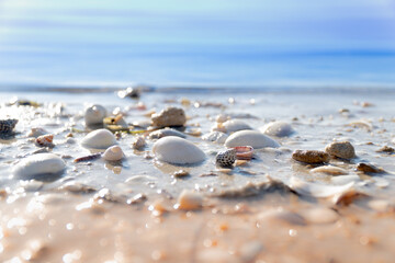 shells on the beach