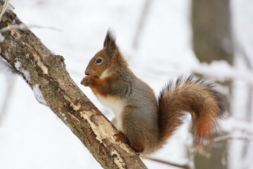 Red squirrel sitting on a tree branch in winter forest and nibbling seeds on snow covered trees background