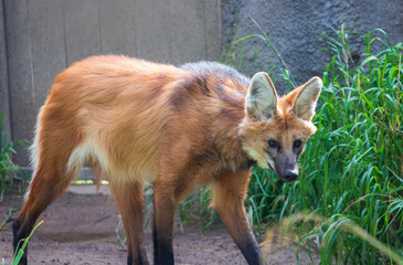 Closeup shot of the maned wolf in the yard with green grass n a sunny day © Timothy Bundy/Wirestock