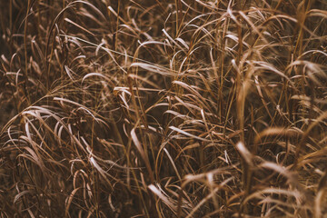 Field of wheat in Forth Worth, Texas, United States