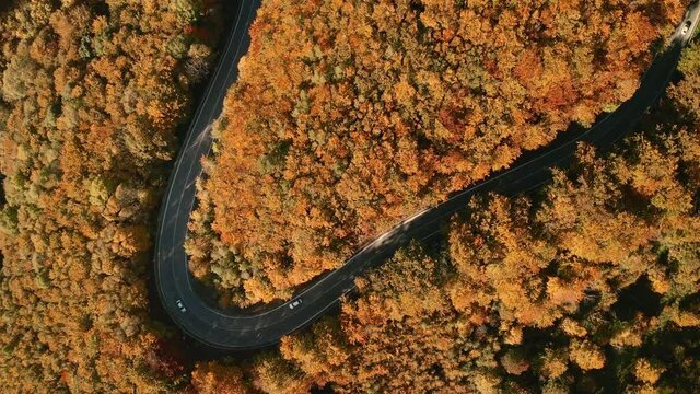 Aerial overhead follow drone footage of a car driving on a winding s-shaped road in the middle of orange, yellow and brown coloured forest. Road trip concept. The camera is following the the road.