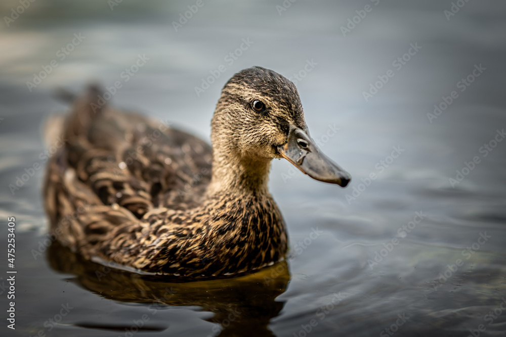 Poster Closeup shot of a brown Mallard duck (Anas platyrhynchos) swimming in the lake water