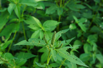 Closeup shot of a green giant ragweed