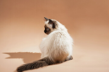 A small beige colored ragdoll baby kitten cat playing sitting with its back turned around on a...