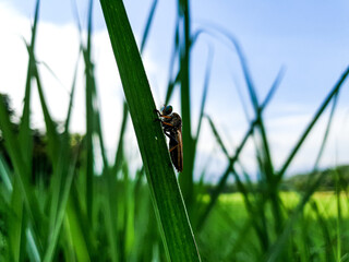 Commond insect on craspedia under the sunlight on a leaf with a blurry free photo