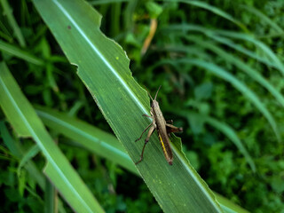 Commond grasshopper on craspedia under the sunlight on a leaf with a blurry free photo
