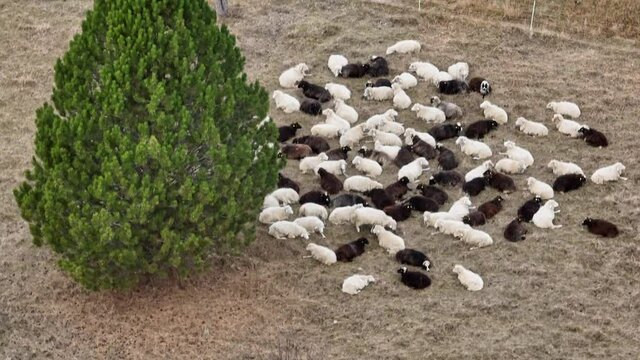 Aerial view of a floc of sheep lying at a tree and resting on a cold november day near Bad Fischau Brunn, Lower Austria, Austria