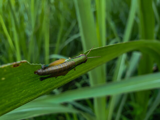 grasshopper on the grass background nature