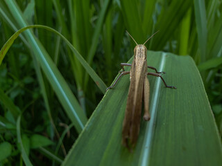 grasshopper on the grass